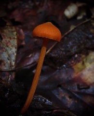 Entoloma quadratum