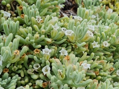 Nolana crassulifolia