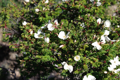 Rosa sericea morrisonensis