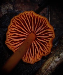 Entoloma quadratum