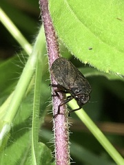 Prosapia ignipectus