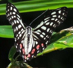 Hestina assimilis