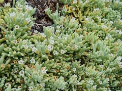 Nolana crassulifolia