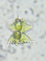 Staurastrum avicula