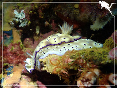 Hypselodoris tryoni