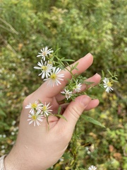 Symphyotrichum ontarionis glabratum