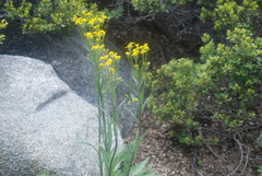 Senecio integerrimus