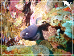 Gymnothorax thyrsoideus