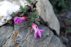Epilobium nankotaizanense