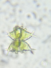 Staurastrum avicula
