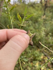 Symphyotrichum ontarionis glabratum