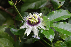 Passiflora edulis