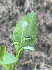 Verbesina microptera