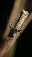 Leucauge argentina
