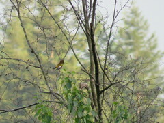 Coccothraustes vespertinus