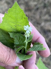 Verbesina microptera