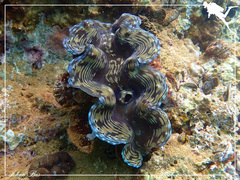 Tridacna squamosa