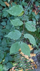 Philadelphus coronarius