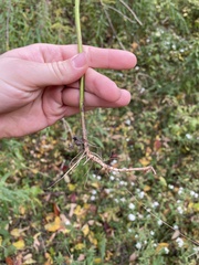 Symphyotrichum ontarionis glabratum