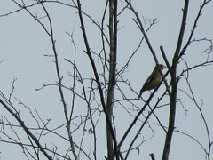 Coccothraustes vespertinus