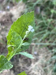 Verbesina microptera