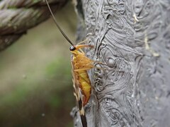 Panorpa japonica