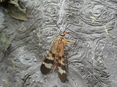 Panorpa japonica