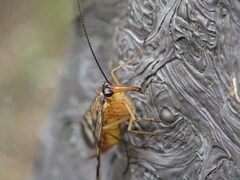 Panorpa japonica