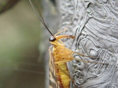 Panorpa japonica
