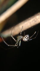 Leucauge argentina