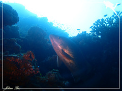 Lutjanus argentimaculatus