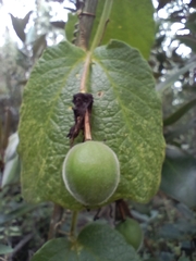 Passiflora bogotensis