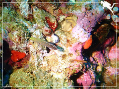 Koumansetta rainfordi