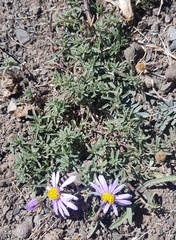 Aster hispidus
