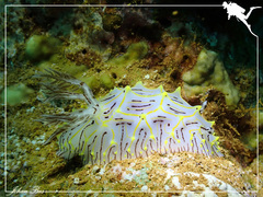 Halgerda willeyi