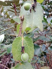 Passiflora bogotensis