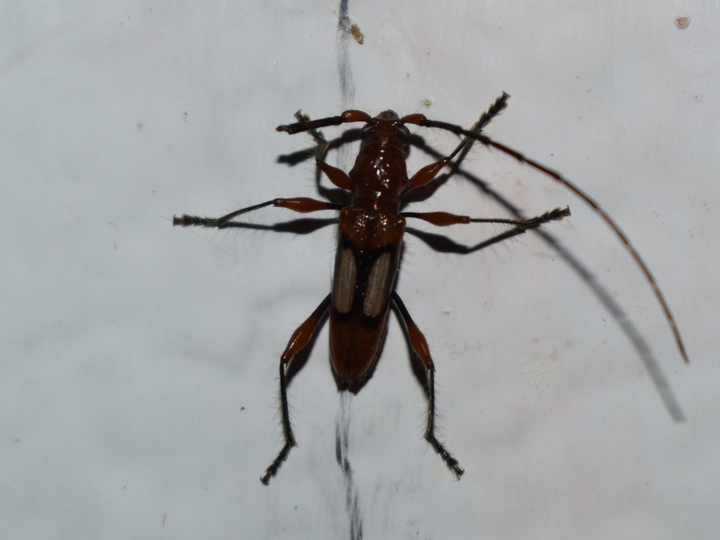 Stizocera poeyi