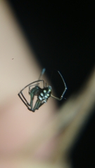 Leucauge argentina