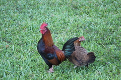 Gallus gallus