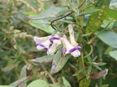 Amphicarpaea edgeworthii