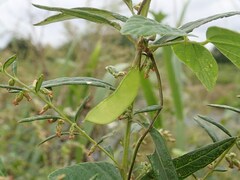 Amphicarpaea edgeworthii