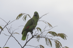 Amazona auropalliata