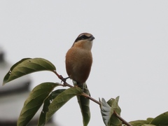 Lanius bucephalus
