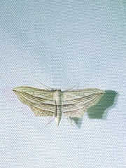 Arcobara multilineata