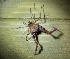 Gonyleptidae