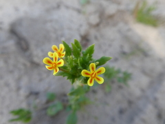 Zaluzianskya divaricata