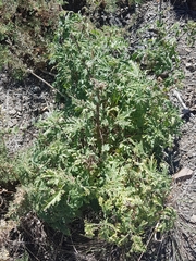 Urtica cannabina