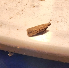 Glyphidocera juniperella