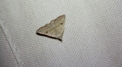 Chytolita morbidalis