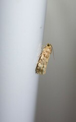 Phaecasiophora confixana